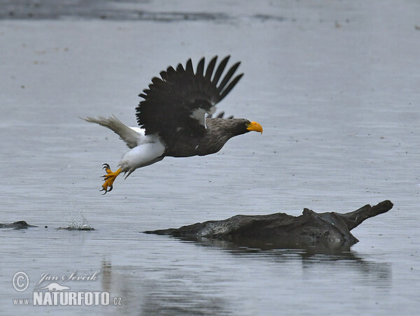 Riesenseeadler (Haliaeetus pelagicus)