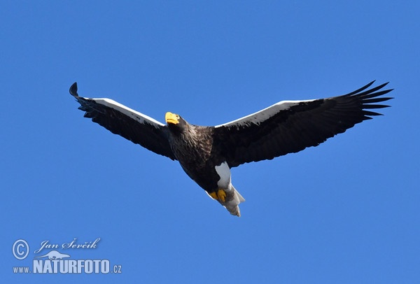 Riesenseeadler (Haliaeetus pelagicus)