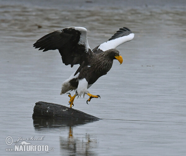 Riesenseeadler (Haliaeetus pelagicus)