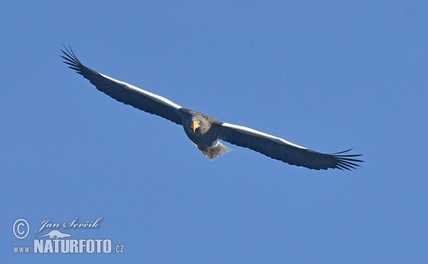 Riesenseeadler (Haliaeetus pelagicus)