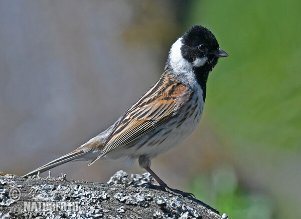 Rohrammer (Emberiza schoeniclus)