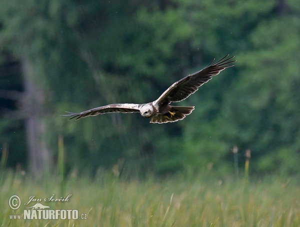 Rohrweihe (Circus aeruginosus)