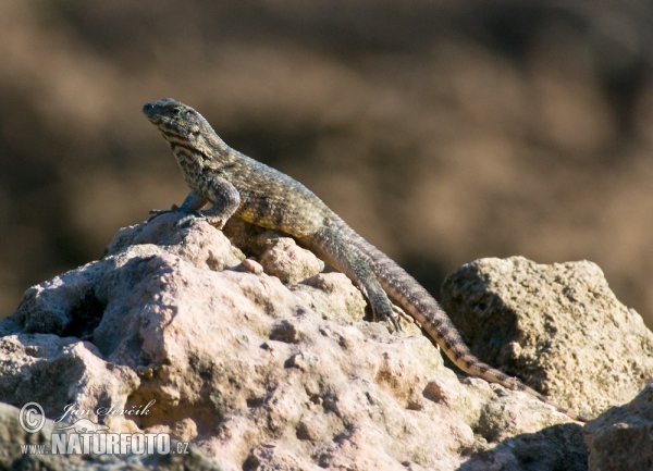 Rollschwanzleguan (Leiocephalus carinatus)