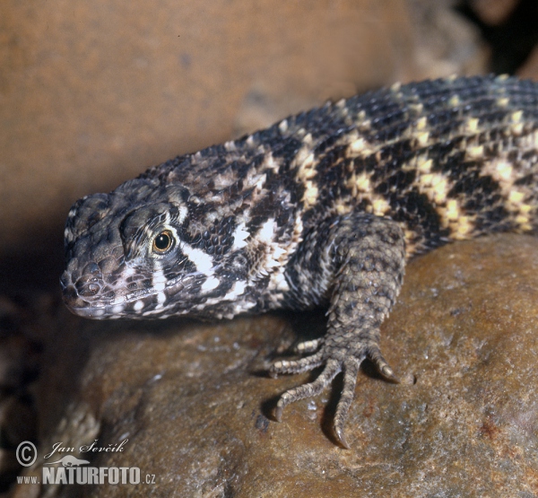 Rollschwanzleguan (Leiocephalus carinatus)