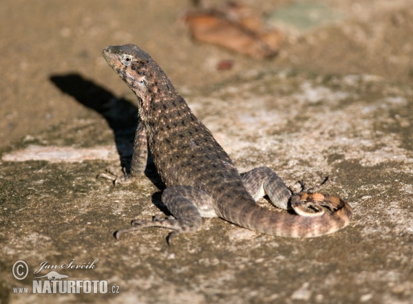 Rollschwanzleguan (Leiocephalus carinatus)