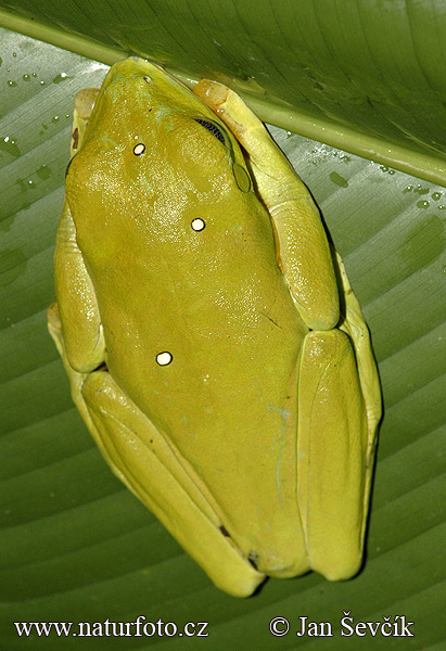 Rotaugenlaubfrosch (Agalychnis spurrelli)