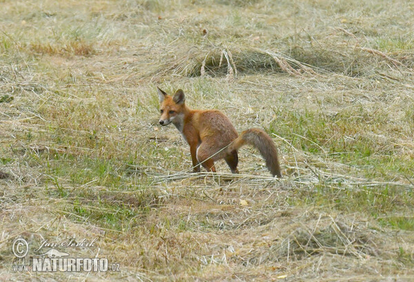 Rotfuchs (Vulpes vulpes)