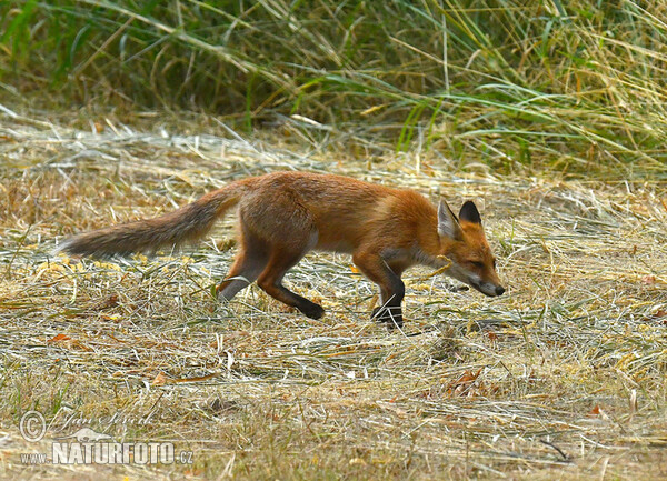 Rotfuchs (Vulpes vulpes)