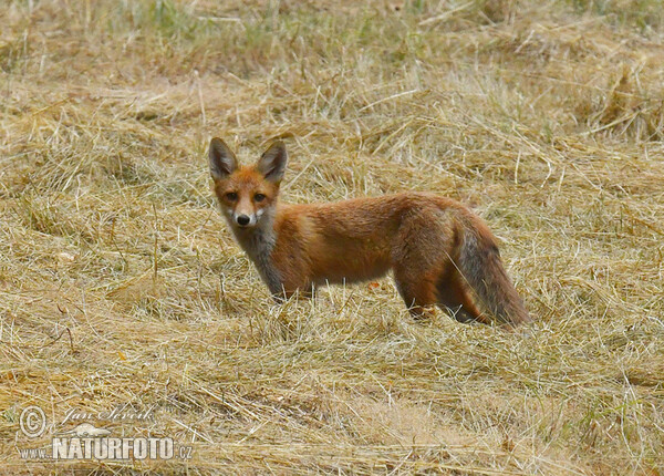 Rotfuchs (Vulpes vulpes)