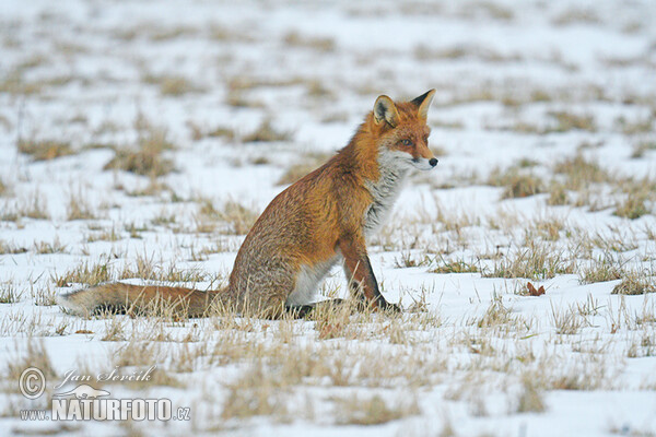Rotfuchs (Vulpes vulpes)
