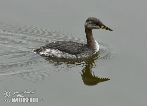 Rothalstaucher (Podiceps grisegena)