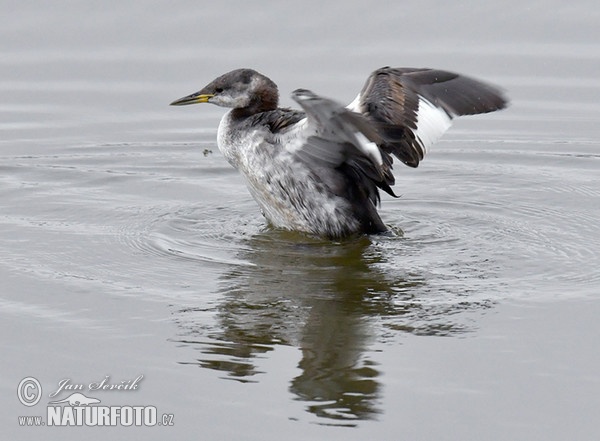 Rothalstaucher (Podiceps grisegena)