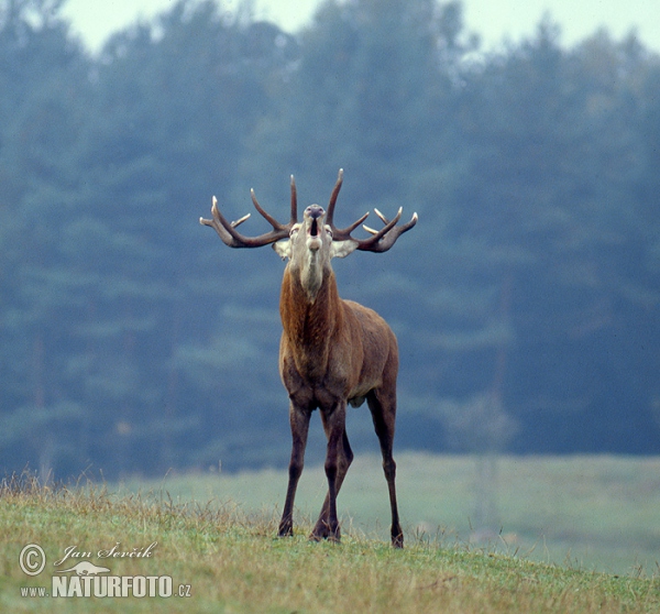 Rothirsch (Cervus elaphus)