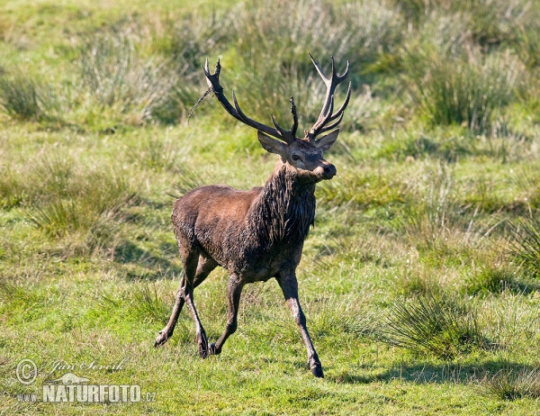 Rothirsch (Cervus elaphus)