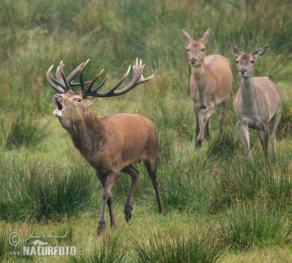 Rothirsch (Cervus elaphus)