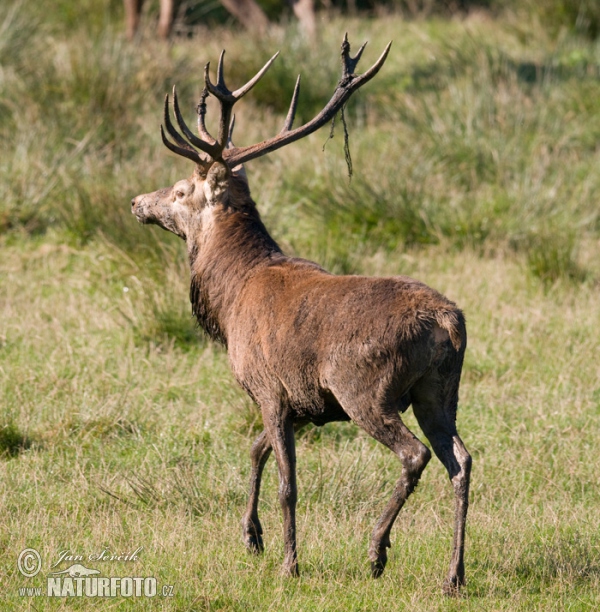 Rothirsch (Cervus elaphus)