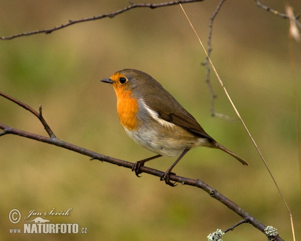 Rotkehlchen (Erithacus rubecula)