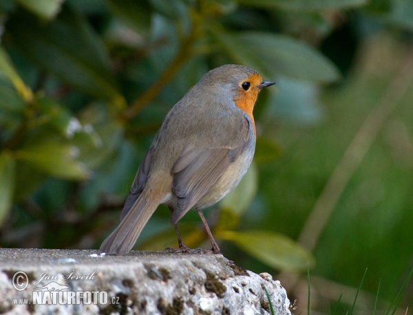 Rotkehlchen (Erithacus rubecula)