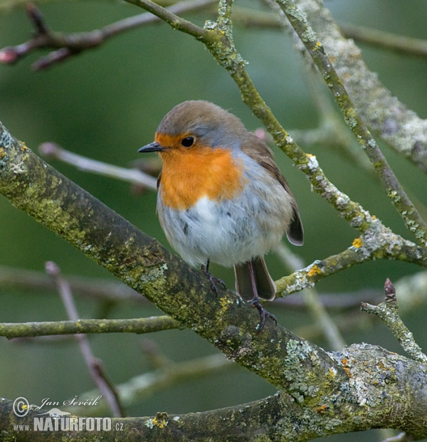 Rotkehlchen (Erithacus rubecula)