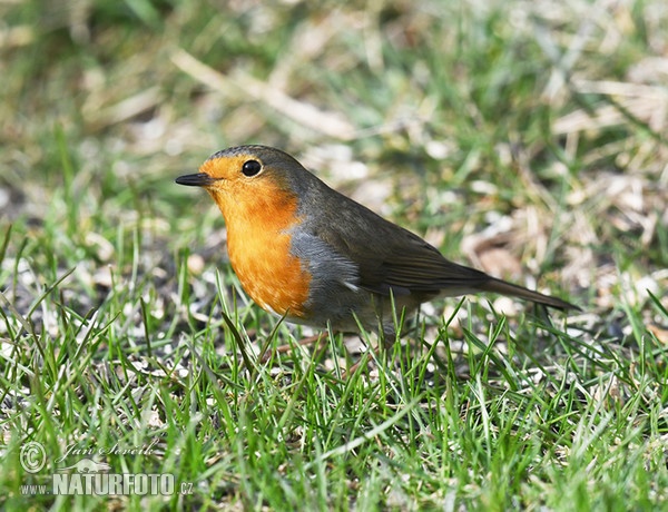 Rotkehlchen (Erithacus rubecula)