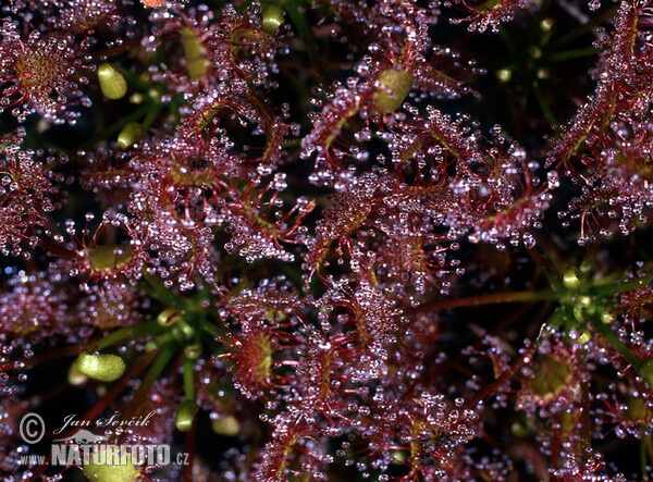 Rundblättriger Sonnentau (Drosera rotundifolia)