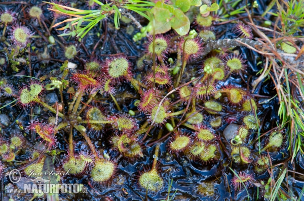 Rundblättriger Sonnentau (Drosera rotundifolia)