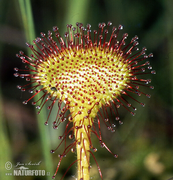 Rundblättriger Sonnentau (Drosera rotundifolia)