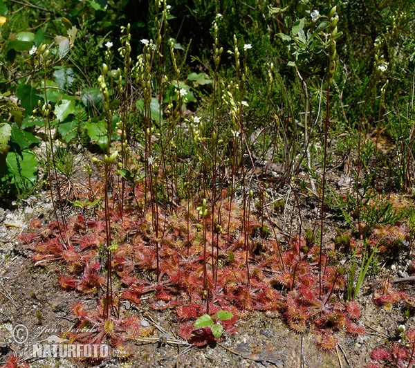 Rundblättriger Sonnentau (Drosera rotundifolia)