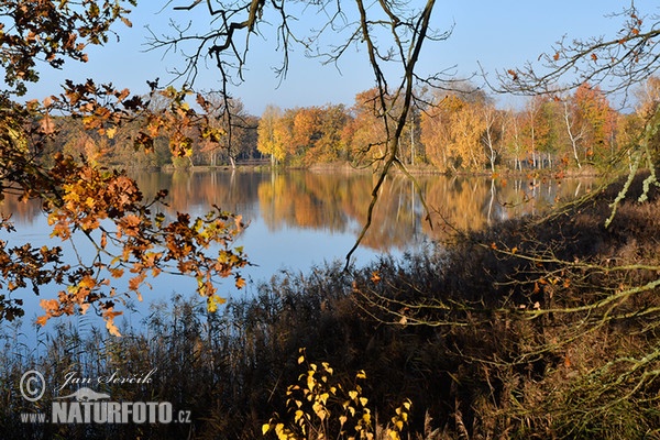 Rybnik Láska (Rybnik Laska)