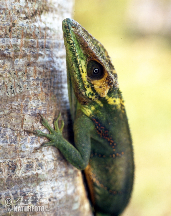 Salta Cocote (Anolis baracoae)