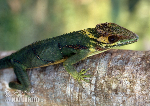 Salta Cocote (Anolis baracoae)