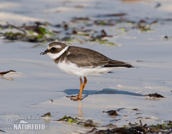 Sandregenpfeifer (Charadrius hiaticula)