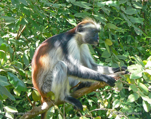 Sansibar-Stummelaffe (Piliocolobus kirkii)