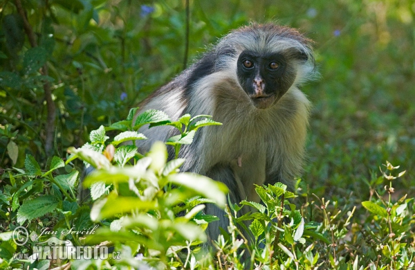 Sansibar-Stummelaffe (Piliocolobus kirkii)