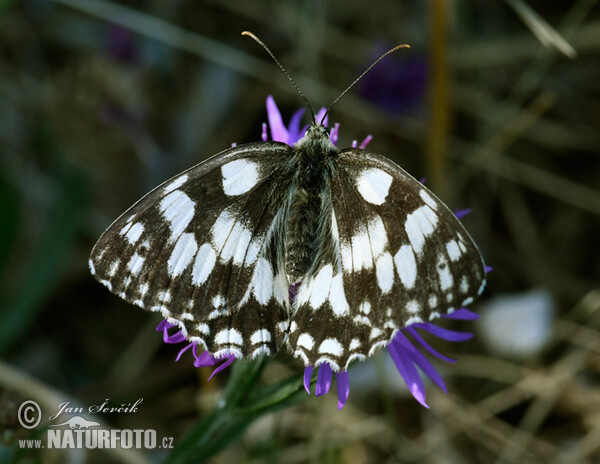 Schachbrett (Schmetterling) (Melanargia galathea)