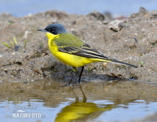 Schafstelze (Motacilla flava)