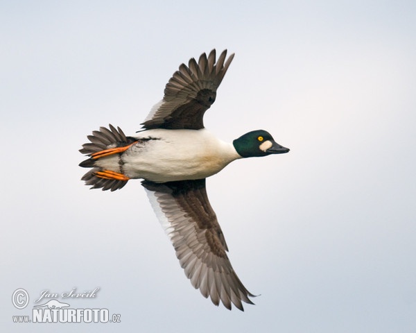 Schellente (Bucephala clangula)