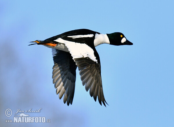 Schellente (Bucephala clangula)