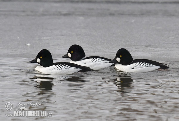 Schellente (Bucephala clangula)