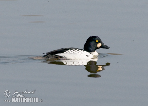 Schellente (Bucephala clangula)