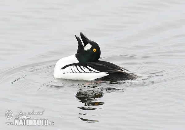 Schellente (Bucephala clangula)