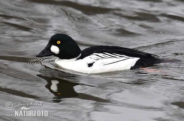 Schellente (Bucephala clangula)