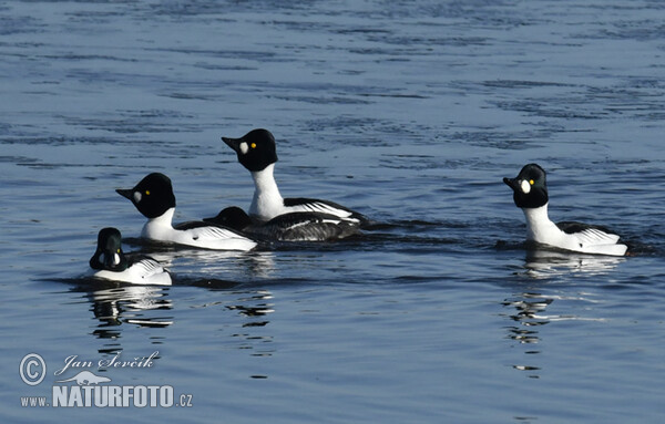 Schellente (Bucephala clangula)