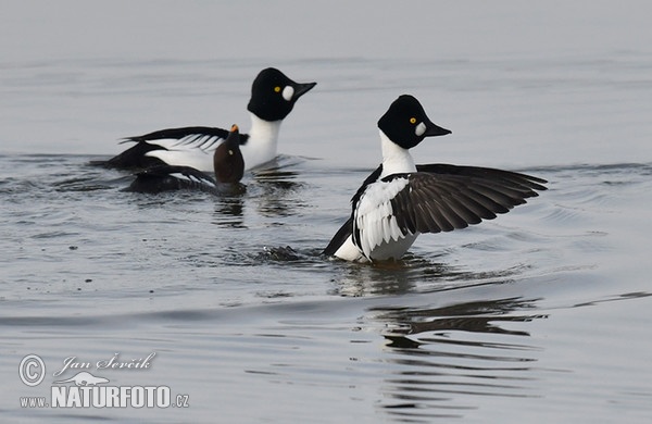 Schellente (Bucephala clangula)