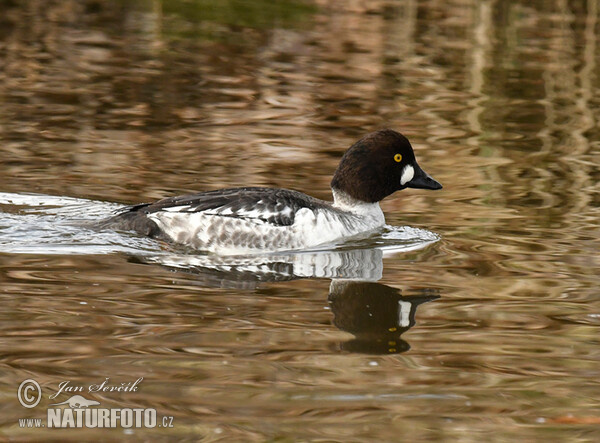 Schellente (Bucephala clangula)