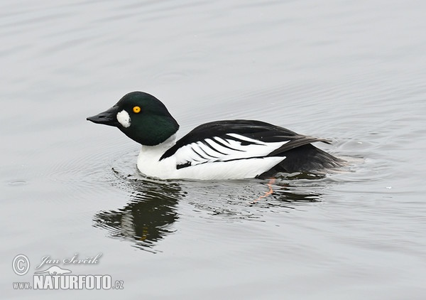 Schellente (Bucephala clangula)