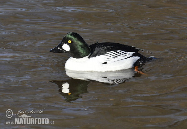 Schellente (Bucephala clangula)