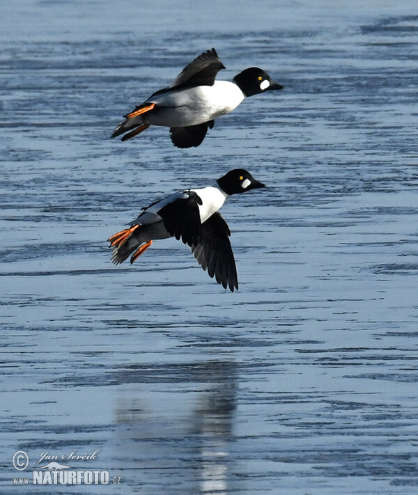 Schellente (Bucephala clangula)