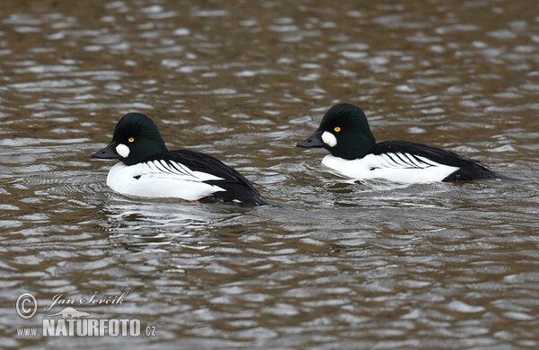 Schellente (Bucephala clangula)