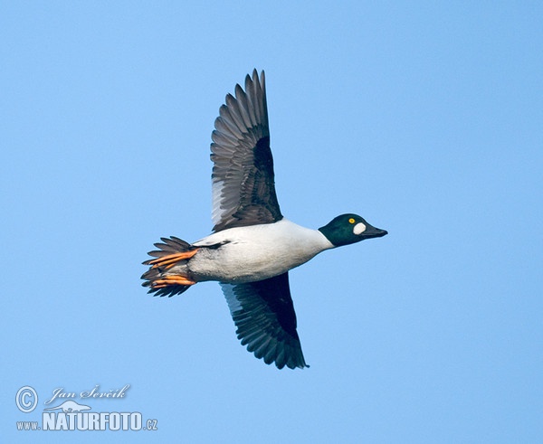 Schellente (Bucephala clangula)